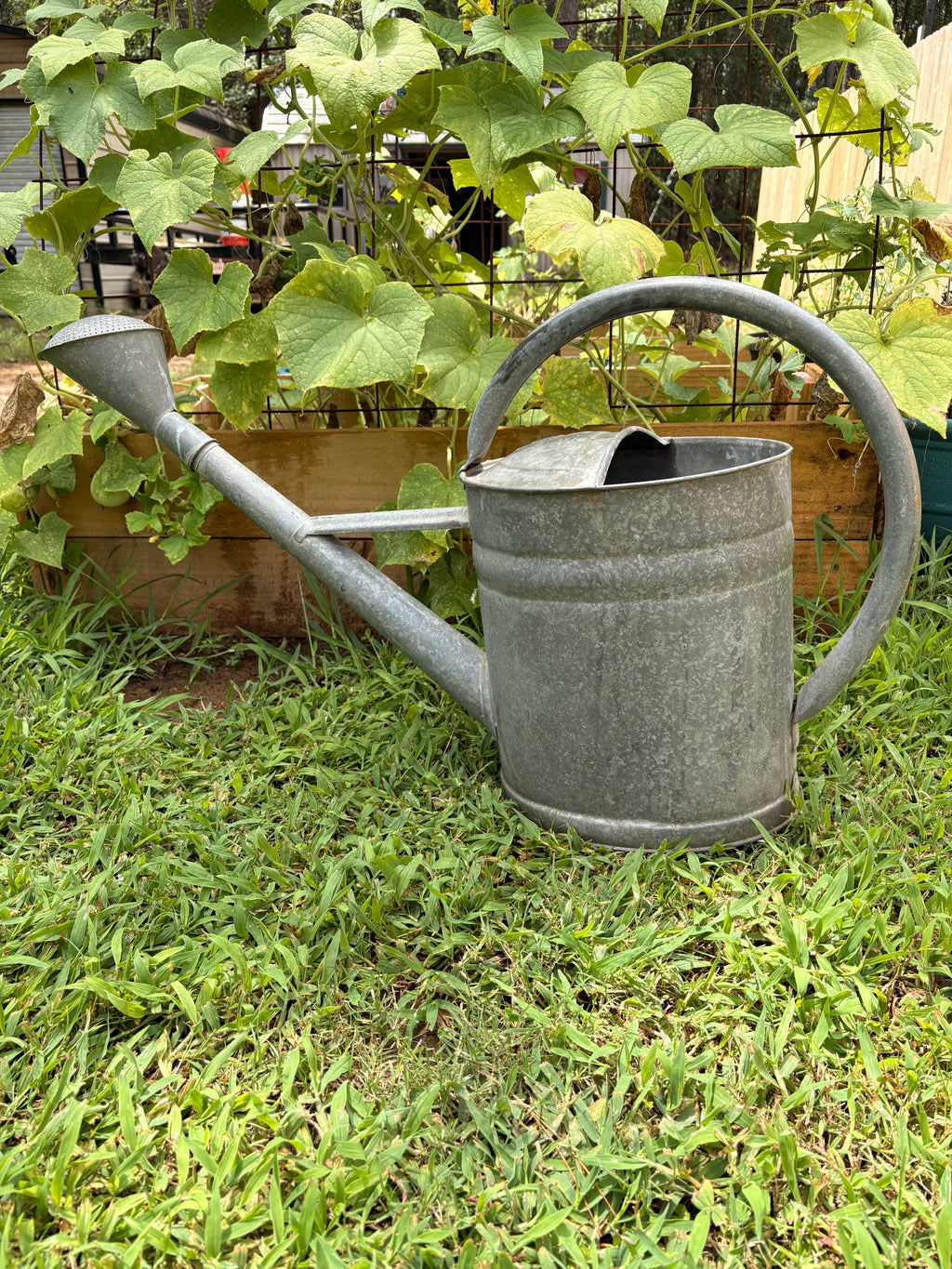 Vintage German Bat Galvanized Watering Can — 13 Liter