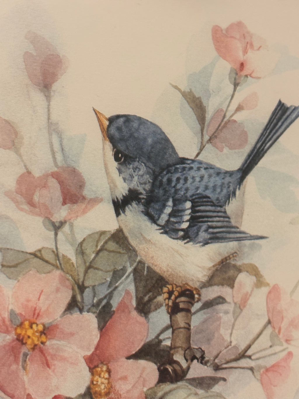 Bird Picture by Carolyn Shores Wright