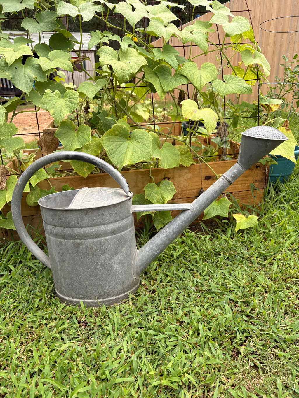 Vintage German Bat Galvanized Watering Can — 13 Liter