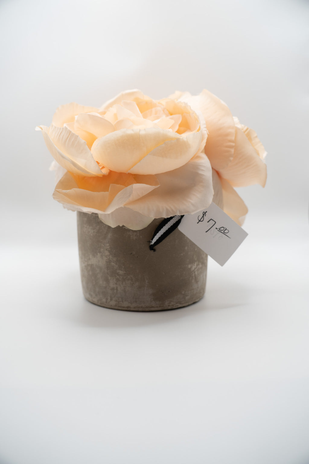 Peach Roses