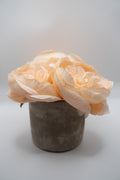 Peach Roses