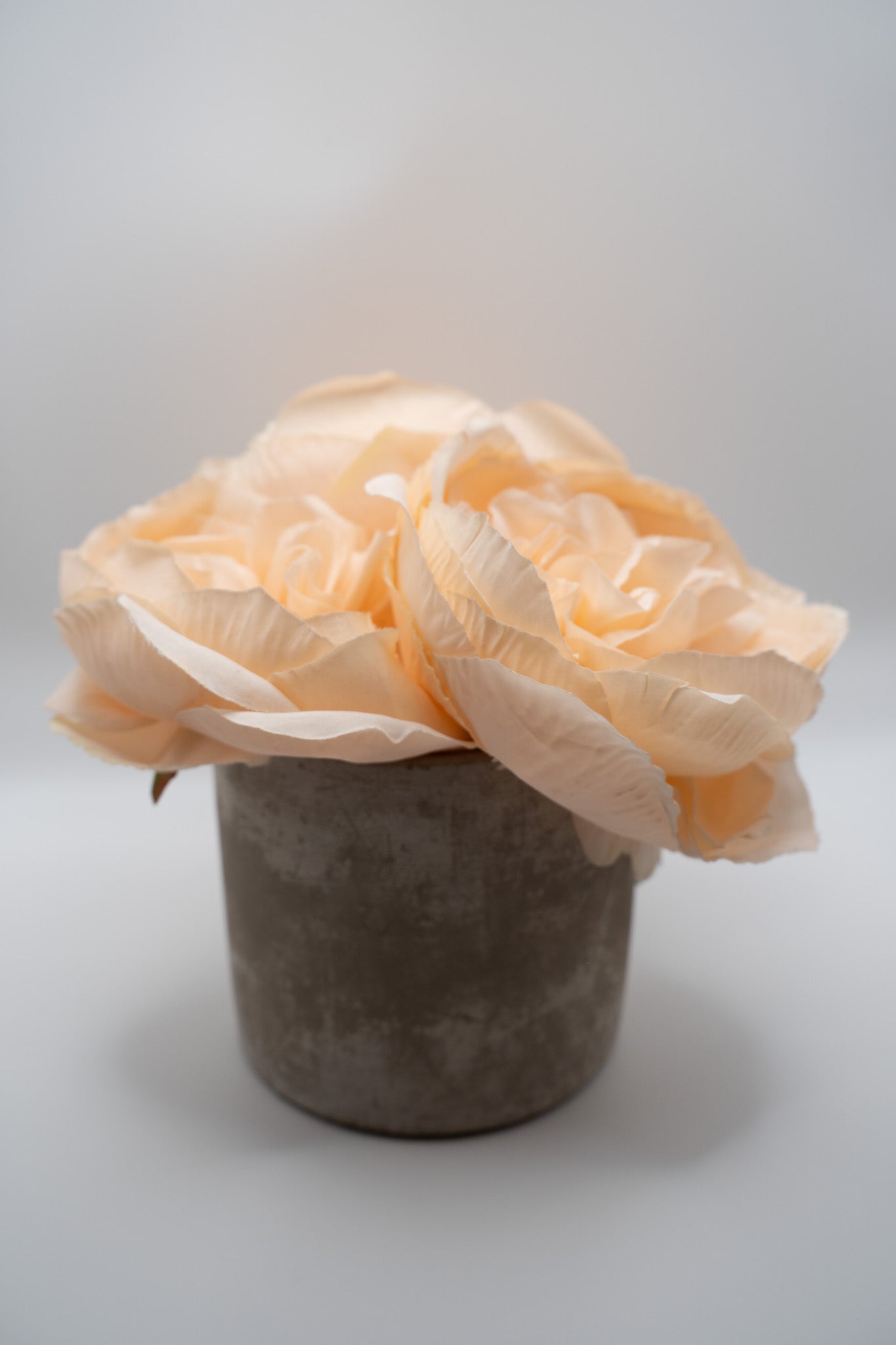 Peach Roses