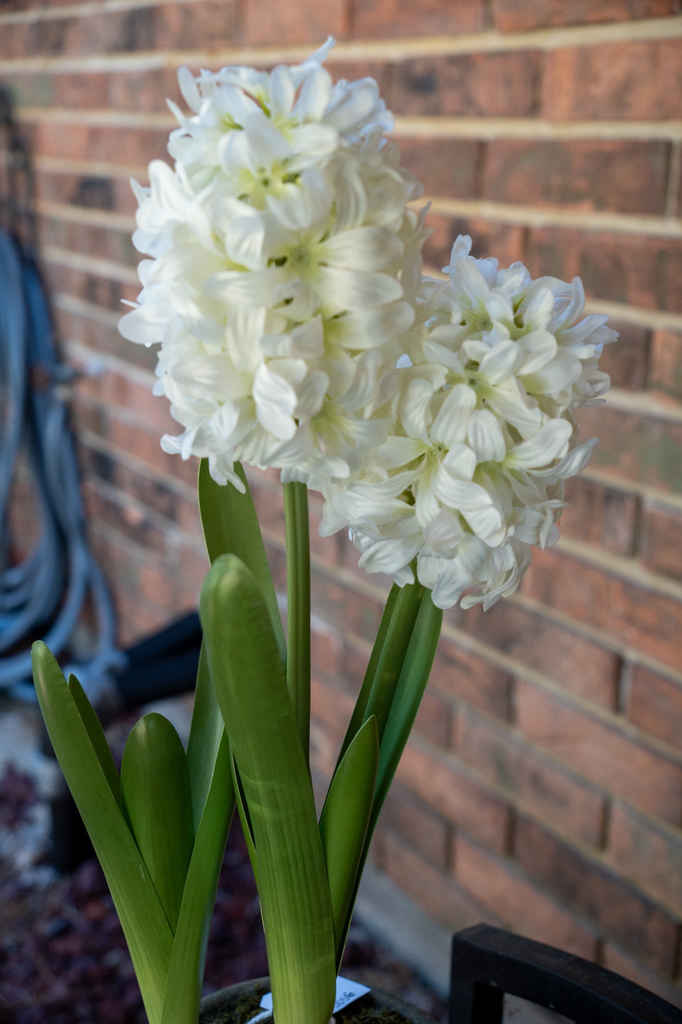 Faux Potted Hyacinth Floral