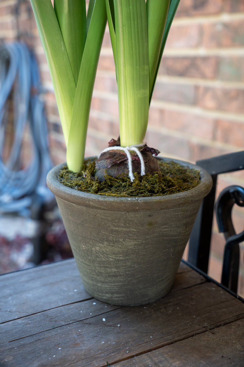 Faux Potted Hyacinth Floral