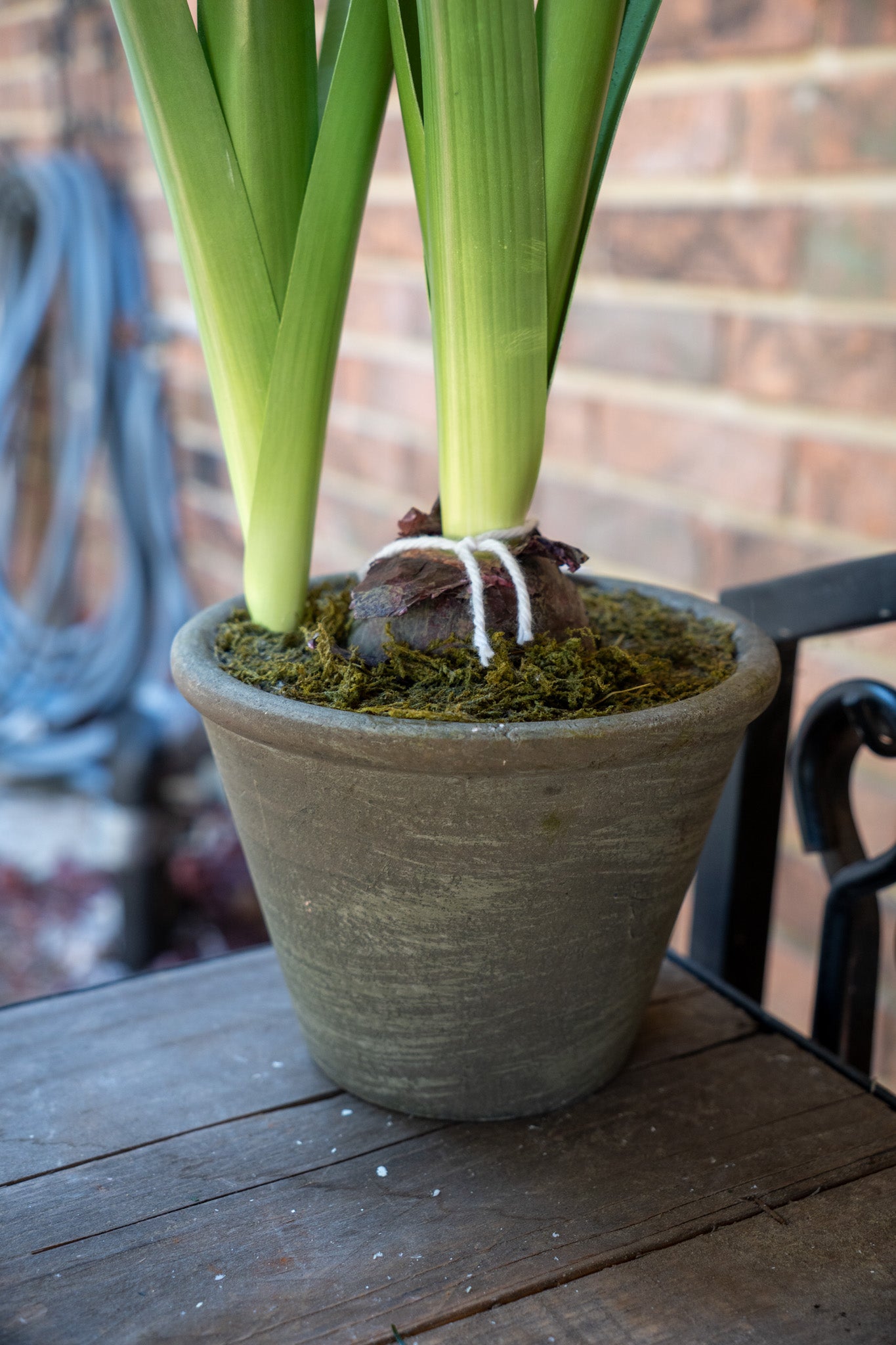 Faux Potted Hyacinth Floral
