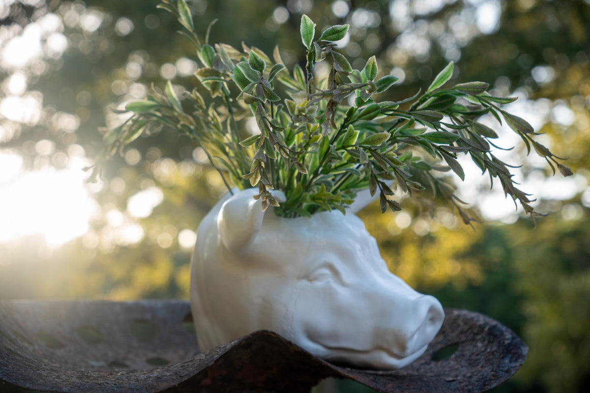 Pig Head Wall Planter