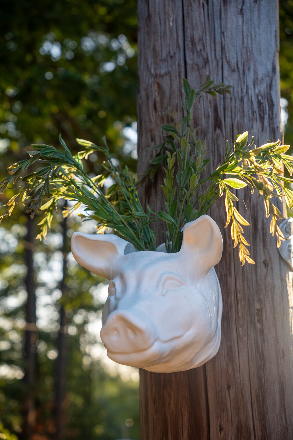 Pig Head Wall Planter