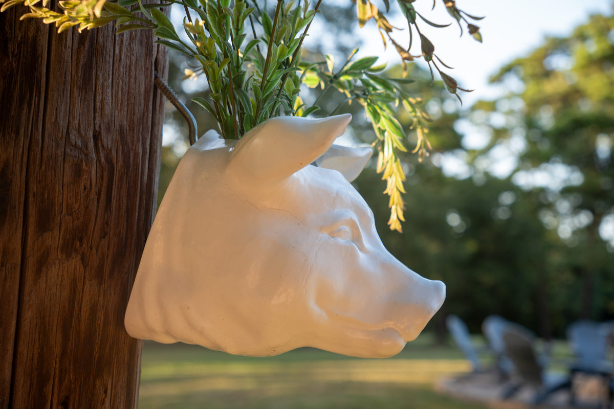 Pig Head Wall Planter